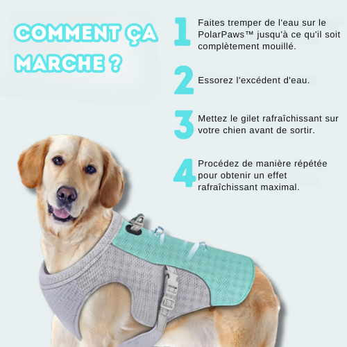 Veste rafraichissante chien hot sale