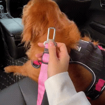 Ceinture de sécurité pour chien