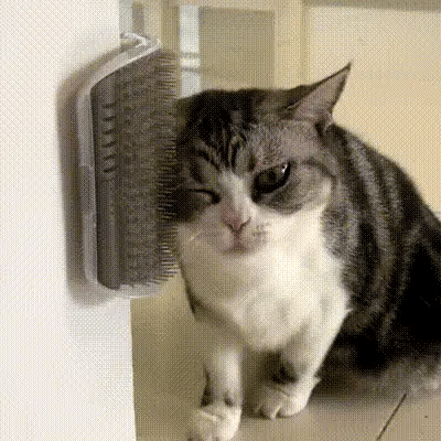 Coin de massage mural pour chats